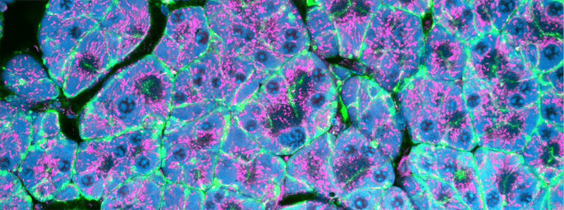 2-photon image of the pancreas in a living mouse (Green: Membranes, Magenta: Mitochondria, Blue: Cytosol)