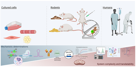 Cells rodents humans model