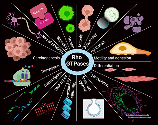 Rho GTPaser