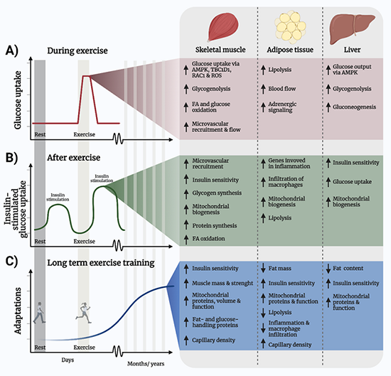 Illustration of the temporal metabolic benefits of exercise and molecular mechanisms