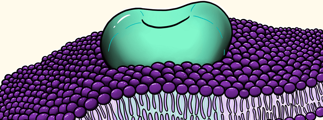 An illustration of an ion channel within a plasma membrane by Eleonora Nigri Cover image by Eleonora Nigro